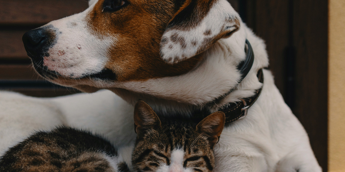 A dog and cat cuddled together on a tiled floor, sharing a quiet moment of companionship and unconditional love